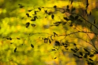 Abstract;Abstractions;Autumn;Chatsworth;Chattahoochee-National-Forest;Contour;Fa